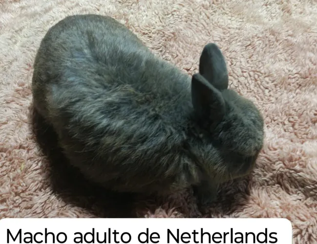 Coelhos nertlamd