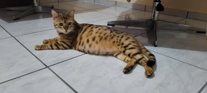 Gato Bengal 