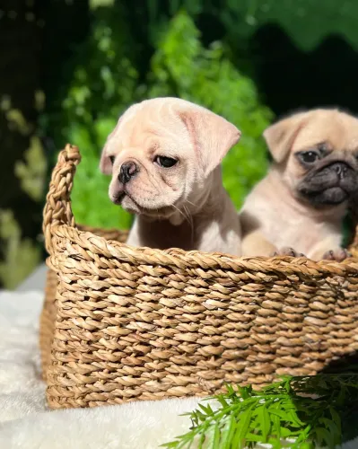 Filhotes de pug branco exótico , preto e abricó 
