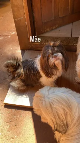 Cachorro shitzu