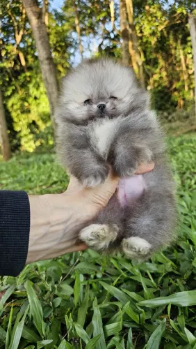 Filhote Macho Spitz Alemão (Cinza)