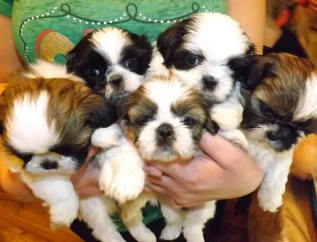 Shihtzu Filhotes Educados e Vacinados.