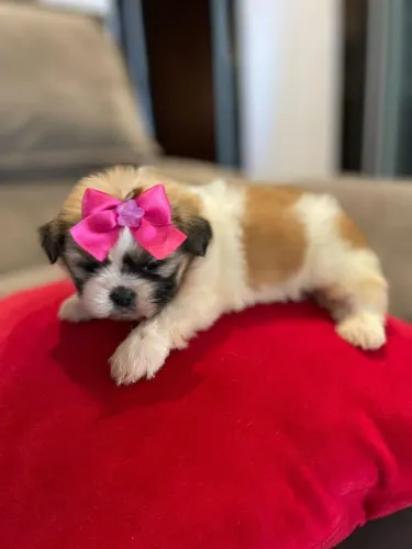 Shih Tzu brincalhão