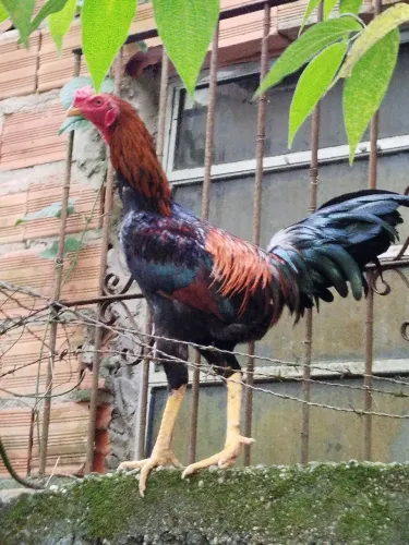 Galo
