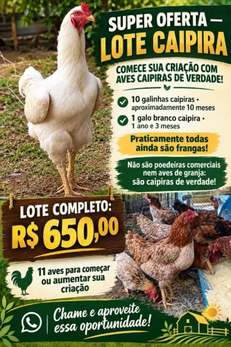 Lote de galinhas caipira