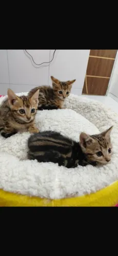 Bengal - filhote