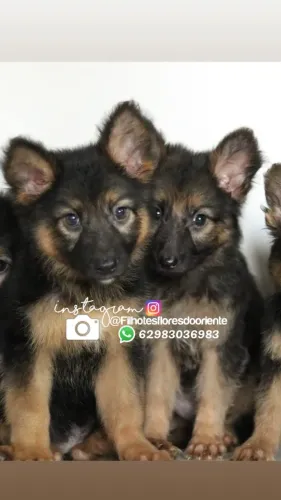 Pastor alemão Insta gram @filhotesfloresdooriente