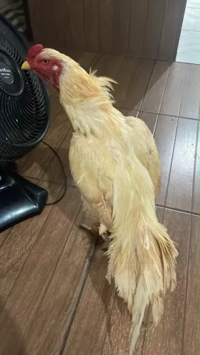 Bola