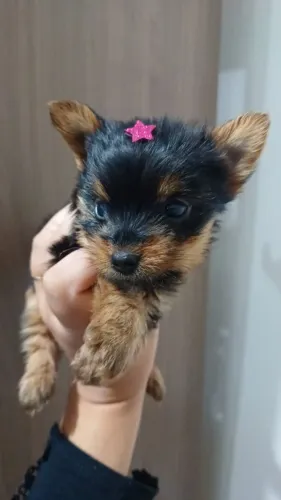 yorkshire mini