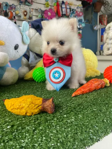 **spitz alemão macho $2.300,00