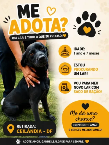 Cachorrinho para adoção 