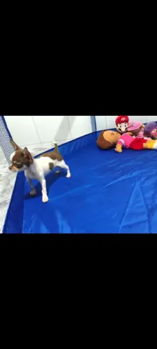 CHIHUAHUA MACHO