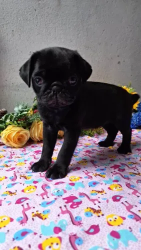 Filhote pug, Seus dias ficarão mais alegres com um filhote ao seu lado!