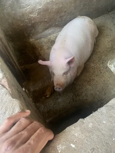 Estou doando porco na cidade de ponta grossa