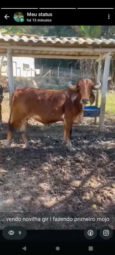 vendo novilha gir !