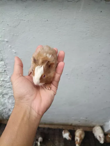 Porquinho da índia macho 1 mês