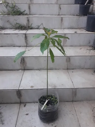 Muda Abacateiro Avocado Porto Alegre RS