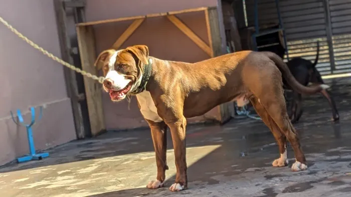 Adoção Pitbull 11 meses
