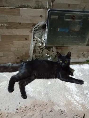 Gato Adoção.