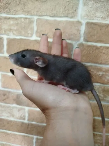 Rato Twister Mercol