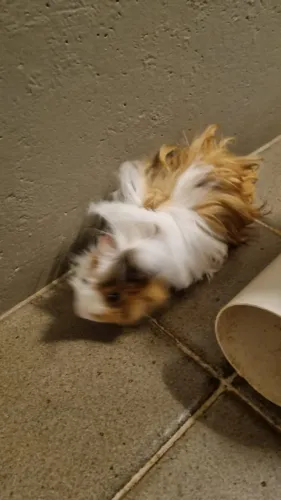 Porquinho da Índia Peruano - macho e fêmea