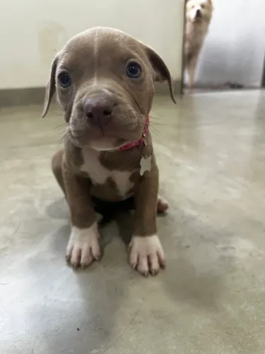 Fêmea Pit Monster com Pedigree, 1ª Vacina Importada e Vermifugada