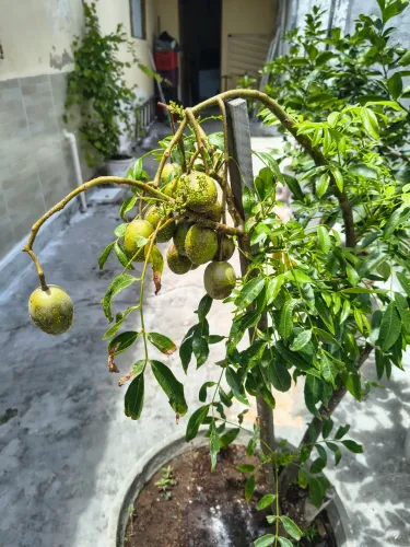 Pés de cajamanga anã produzindo