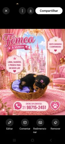 Yorkshire Terrier miniatura bibelo fêmea 