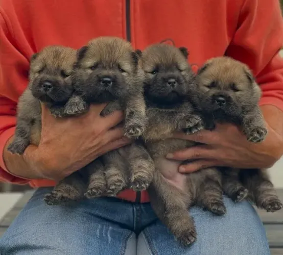 Filhotes de Chow Chow | Filhotes que esbanjam graça e simpatia!