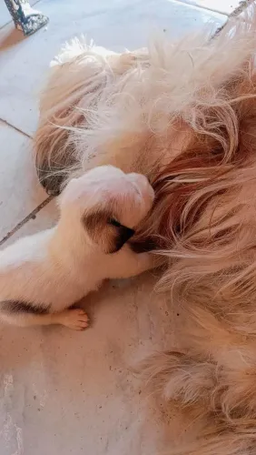 Vendo filhote de shitzu com poodle 