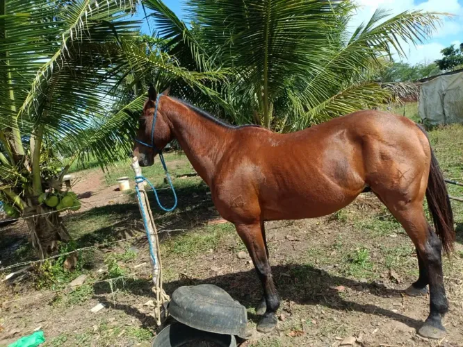 Vendo cavalo QM