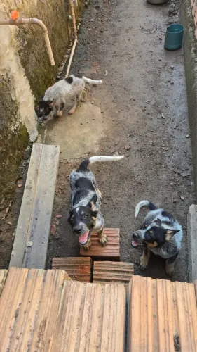 Vendo Raça burrillo.
