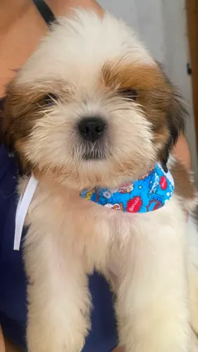 Filhote shihtzu Macho