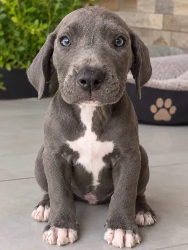 Filhote de Cane corso italiano!
