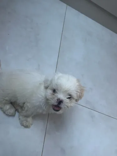 Vende se ShihTzu