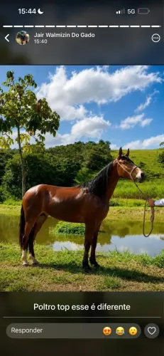 Cavalo Mangalarga 