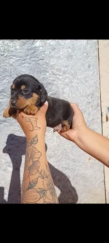 Basset 