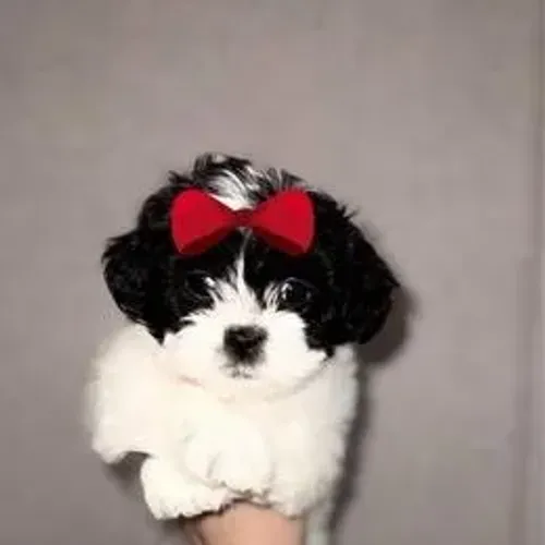 Lhasa Apso,Lhasa Apso Filhote Disponível Alta Qualidade