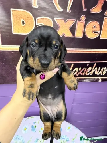 Filhote de cachorro carinhoso e dócil Teckel/Dachshund/Salsicha/Salsichinha/Basset/Cofap