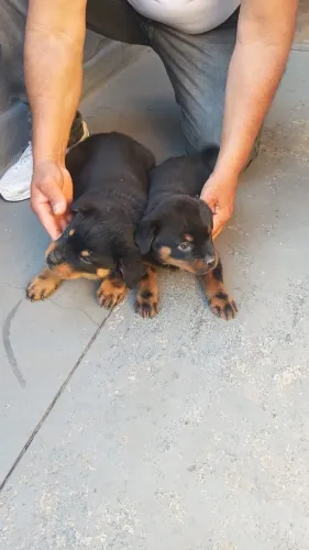 ROTTWEILER FÊMEAS À VENDA | 2 ÚLTIMAS | 47 DIAS | R$ 1.500