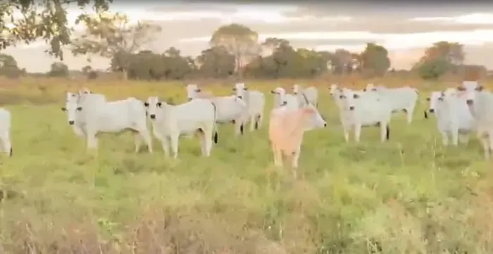 BOV9763 - 60 VACAS NELORE PRENHES (2 JÁ PARIRAM) - MARA ROSA - GO