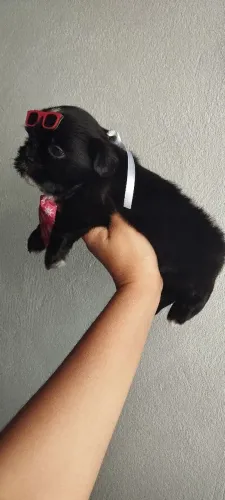 Machinho Shitzu 1