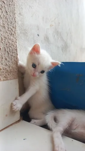 Doação de gatinho filhote