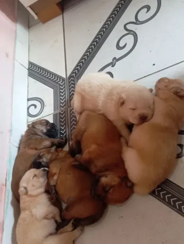 Cachorro chow-chow pote americano são 4 machos 2 fêmea