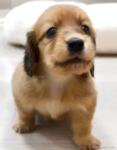 Filhotes padrão excelente: Teckel/Dachshund/Salsicha/Salsichinha/Basset/Cofap