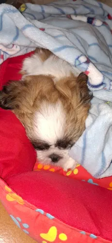 Vende se shitzu fêmea vermifugada ,já com 2 doses da vacina