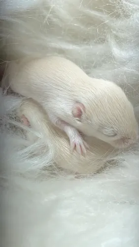 Esquilos ?Gerbil da Mongólia ?