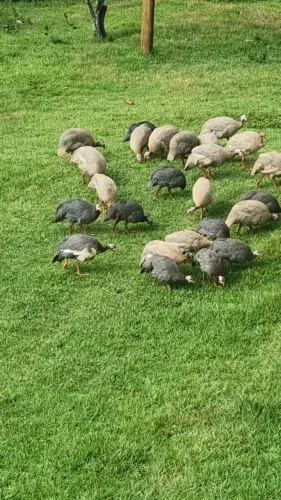 Galinha de Angola