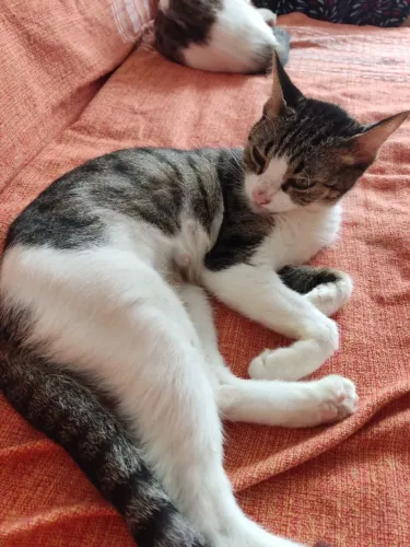 Gata Fêmea Castrada