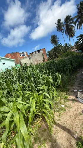 Terreno em Maragogi 269m quadrados